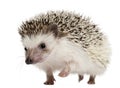 Four-toed Hedgehog, Atelerix albiventris Royalty Free Stock Photo