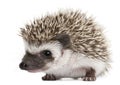 Four-toed Hedgehog, Atelerix albiventris