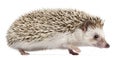 Four-toed Hedgehog, Atelerix albiventris, 6 months old Royalty Free Stock Photo