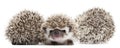 Four-toed Hedgehogs, Atelerix albiventris Royalty Free Stock Photo
