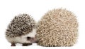 Four-toed Hedgehogs, Atelerix albiventris