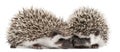 Four-toed Hedgehogs, Atelerix albiventris Royalty Free Stock Photo