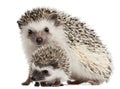 Four-toed Hedgehogs, Atelerix albiventris