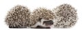 Four-toed Hedgehogs, Atelerix albiventris Royalty Free Stock Photo