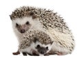 Four-toed Hedgehogs, Atelerix albiventris Royalty Free Stock Photo