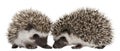 Four-toed Hedgehogs, Atelerix albiventris, 3 weeks old Royalty Free Stock Photo