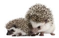 Four-toed Hedgehogs, Atelerix albiventris, 3 weeks old Royalty Free Stock Photo