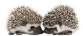 Four-toed Hedgehogs, Atelerix albiventris, 3 weeks old