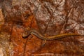 Four-toed Salamander Royalty Free Stock Photo
