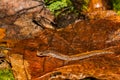 Four-toed Salamander Royalty Free Stock Photo