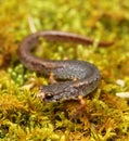 Four-toed salamander Royalty Free Stock Photo