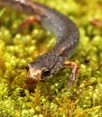 Four-toed salamander Royalty Free Stock Photo