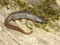Four-toed Salamander (Hemidactylium scutatum) Royalty Free Stock Photo