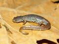 Four-toed Salamander (Hemidactylium scutatum) Royalty Free Stock Photo