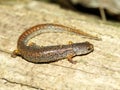 Four-toed Salamander Hemidactylium scutatum Royalty Free Stock Photo