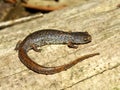 Four-toed Salamander Hemidactylium scutatum Royalty Free Stock Photo