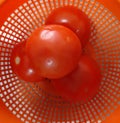 Four tomatoes in a plastic bowl