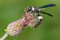 Four-toothed Mason Wasp - Monobia quadridens Royalty Free Stock Photo