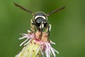 Fraternal Potter Wasp - Eumenes fraternus Royalty Free Stock Photo