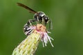 Fraternal Potter Wasp - Eumenes fraternus Royalty Free Stock Photo