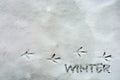 Footprints of birds in the snow on a horizontal line. Winter inscription.