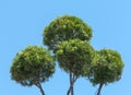 Four tree shrubs with blue sky, round, tropics