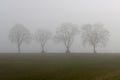 Four tree silhouettes standing in a row in the morning fog