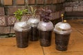 Four Tree Varieties in home-made slip propagators