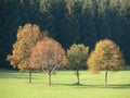 Four trees with autumnal foliage in front of dark forest Royalty Free Stock Photo