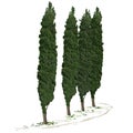Four trees of a cypress and footpath along them