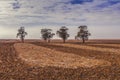 Four trees growing in the middle of field.