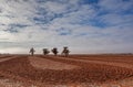 Four trees growing in the middle of plowed field.