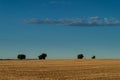 Four trees on the horizon of a wheat field that has been cut. Royalty Free Stock Photo