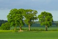 Four trees in the wheat field