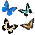 Four tropical butterflies