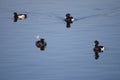 Four Tuft Ducks in lake black and white feathers. Very relaxing to view and see. looks calm and peacefull. Royalty Free Stock Photo