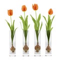 Four tulips in glass vases isolated on white