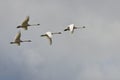 Four Tundra Swans Flying in a Cloudy Sky Royalty Free Stock Photo