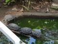 Four turtles falling jn line in a pond Royalty Free Stock Photo