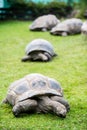 Four turtles