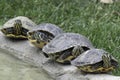 Four turtles looking around while they enjoy the morning sun Royalty Free Stock Photo