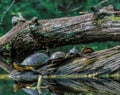 Four Turtles Share a Log