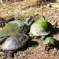Four turtles