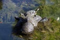 a four turtles orgy Royalty Free Stock Photo