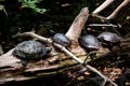Four Turtles Resting on a Log
