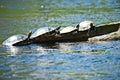 Four turtles sit in a row on a log in the water