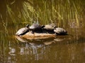 Four Turtles on a Rock in the Lake