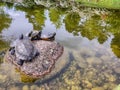 Four turtles together on a rock in a pond