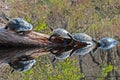 Four turtles on a tree trunk mirroring in the water