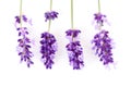 Four twigs of lavender flower